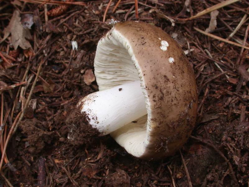 Escursione mirata   a Tricholoma portentosum